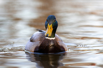 Image showing mallard swimming on pond at dusk