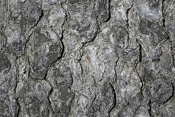 Image showing pine bark real texture
