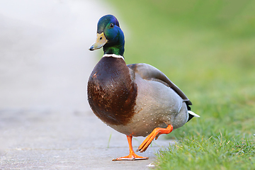 Image showing cute funny colorful mallard drake