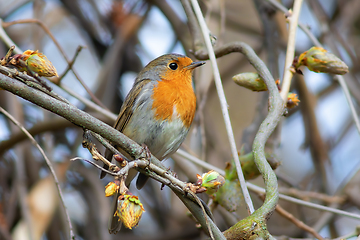 Image showing european robin on a spring day