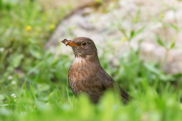 Image showing female blackbird foraging for food on lawn