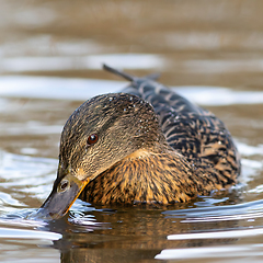 Image showing female mallard on pond