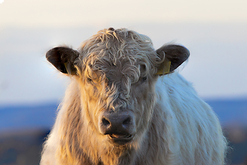 Image showing galloway calf portrait in the orange colors of sunset