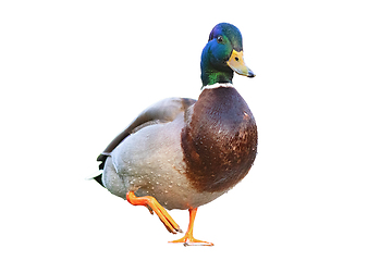 Image showing isolated mallard duck