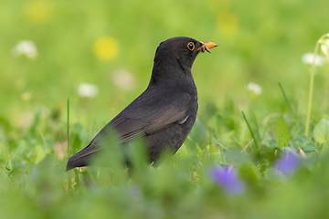 Image showing male blackbird foraging for earthworms on green lawn