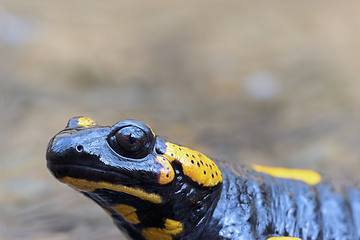 Image showing portrait of fire salamander in natural habitat