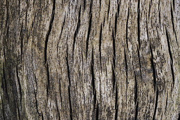 Image showing texture of a tree stump