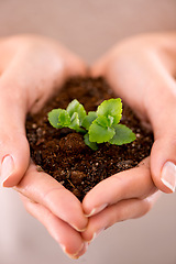 Image showing Hands, plant and soil with nature, future and hope for growth and sustainability. Person, environment and leaf for support, accountability and earth day development or green energy with startup