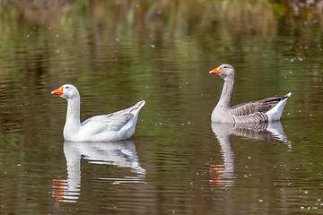 Image showing Greylag goose or graylag goose (Anser anser), Departement Cundinamarca. Wildlife and birdwatching in Colombia.