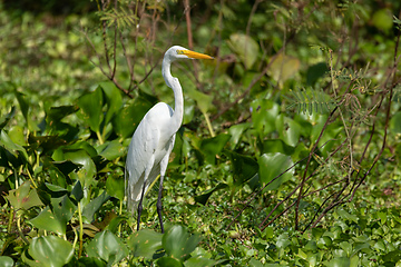 Image showing Great egret (Ardea alba), Cesar department. Wildlife and birdwatching in Colombia.