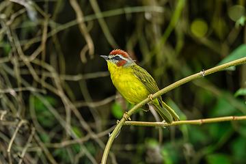 Image showing Rufous-capped warbler (Basileuterus rufifrons), Barichara, Santander department. Wildlife and birdwatching in Colombia