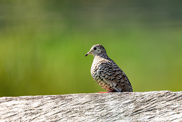 Image showing Scaled dove (Columbina squammata), Cesar department. Wildlife and birdwatching in Colombia