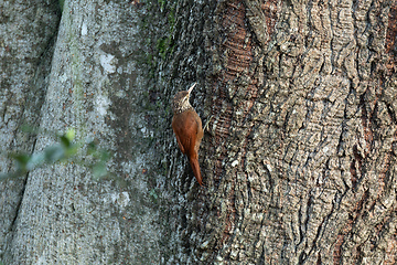 Image showing Straight-billed woodcreeper (Dendroplex picus), Rionegro, Antioquia Columbia.