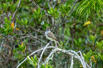 Image showing Yellow-bellied elaenia (Elaenia flavogaster), Barichara, Santander department. Wildlife and birdwatching in Colombia