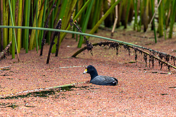 Image showing Andean coot (Fulica ardesiaca), Ecoparque Sabana, Cundinamarca department. Wildlife and birdwatching in Colombia.