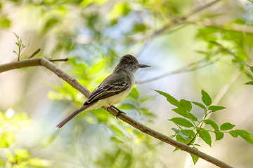 Image showing Short-crested flycatcher (Myiarchus ferox), Barichara, Santander department. Wildlife and birdwatching in Colombia.