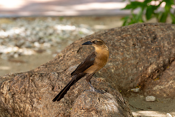 Image showing Great-tailed grackle (Quiscalus mexicanus), Santa Marta Magdalena department. Wildlife and birdwatching in Colombia.