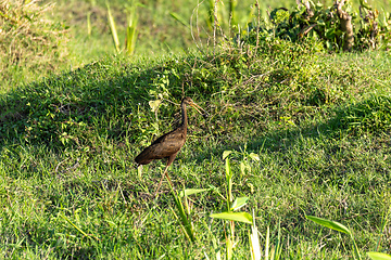 Image showing Limpkin (Aramus guarauna), Magdalena river, Wildlife and birdwatching in Colombia.