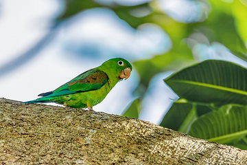 Image showing Orange-chinned parakeet (Brotogeris jugularis), Rionegro, Antioquia department. Wildlife and birdwatching in Colombia.