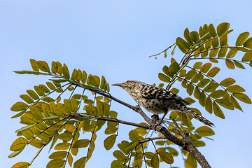 Image showing Stripe-backed wren (Campylorhynchus nuchalis), Magdalena department. Wildlife and birdwatching in Colombia.