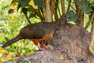 Image showing Sickle-winged guan (Chamaepetes goudotii), Valle Del Cocora, Quindio Department. Wildlife and birdwatching in Colombia