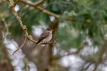 Image showing Northern tropical pewee (Contopus bogotensis), Guatavita Guavio Province, Wildlife and birdwatching in Colombia.