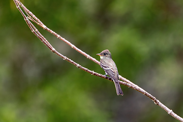 Image showing Eastern wood pewee (Contopus virens), Ecoparque Sabana, Cundinamarca department. Wildlife and birdwatching in Colombia