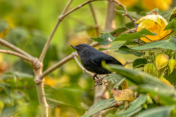 Image showing White-sided flowerpiercer (Diglossa albilatera), Valle Del Cocora, Quindio Department. Wildlife and birdwatching in Colombia.