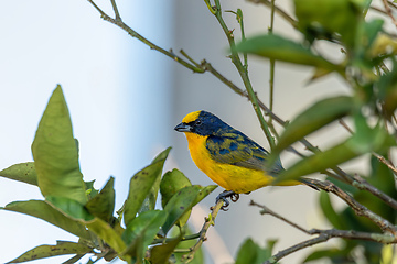 Image showing Thick-billed euphonia (Euphonia laniirostris). Rionegro, Antioquia Columbia