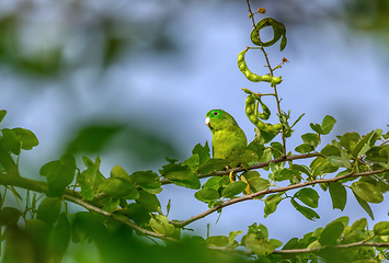 Image showing Spectacled parrotlet (Forpus conspicillatus), Barichara, Santander department. Wildlife and birdwatching in Colombia