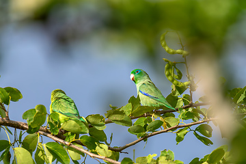 Image showing Spectacled parrotlet (Forpus conspicillatus), Barichara, Santander department. Wildlife and birdwatching in Colombia