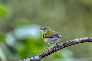 Image showing Tennessee warbler (Leiothlypis peregrina), Minca, Sierra Nevada de Santa Marta. Wildlife and birdwatching in Colombia.