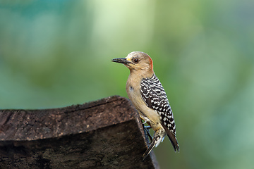 Image showing Red-crowned woodpecker (Melanerpes rubricapillus), Rionegro, Antioquia Columbia