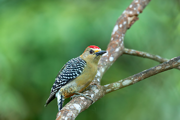 Image showing Red-crowned woodpecker (Melanerpes rubricapillus), Minca, Sierra Nevada de Santa Marta, Wildlife and birdwatching in Colombia