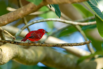 Image showing Summer tanager (Piranga rubra), Antioquia department, Wildlife and birdwatching in Colombia.