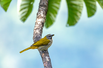 Image showing Buff-throated saltator (Saltator maximus), Minca, Sierra Nevada de Santa Marta. Wildlife and birdwatching in Colombia.