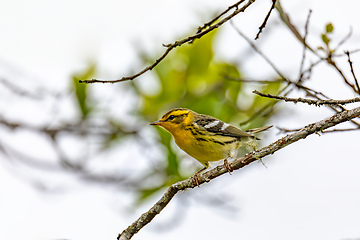 Image showing Blackburnian warbler (Setophaga fusca), Guatavita, Cundinamarca department. Wildlife and birdwatching in Colombia.