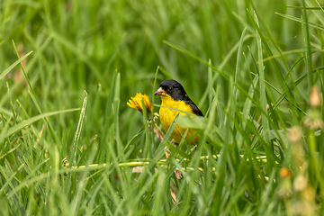 Image showing Lesser goldfinch (Spinus psaltria), Valle Del Cocora, Quindio Department. Wildlife and birdwatching in Colombia