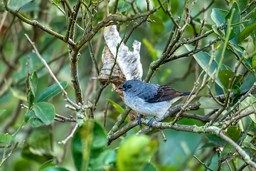 Image showing Plain-colored tanager (Tangara inornata), Rionegro, Antioquia department, Wildlife and birdwatching in Colombia.