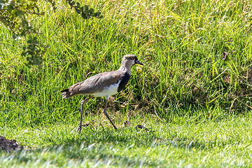 Image showing Southern lapwing (Vanellus chilensis), Ecoparque Sabana, Cundinamarca department. Wildlife and birdwatching in Colombia.