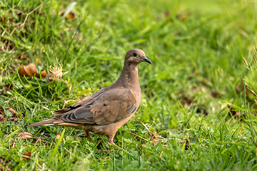 Image showing Eared dove (Zenaida auriculata), Valle Del Cocora, Quindio Department. Wildlife and birdwatching in Colombia