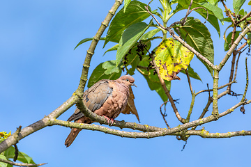 Image showing Eared dove (Zenaida auriculata), Ecoparque Sabana, Cundinamarca department. Wildlife and birdwatching in Colombia