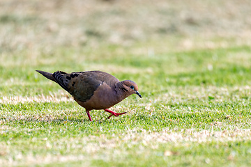 Image showing Eared dove (Zenaida auriculata), Ecoparque Sabana, Cundinamarca department. Wildlife and birdwatching in Colombia