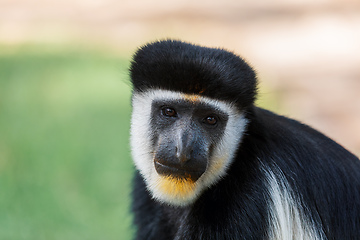 Image showing Mantled guereza (Colobus guereza), Lake Awassa, Ethiopia, Africa wildlife