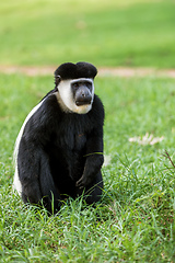 Image showing Mantled guereza (Colobus guereza), Lake Awassa, Ethiopia, Africa wildlife