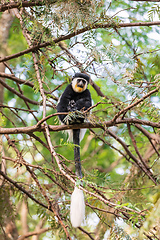 Image showing Mantled guereza (Colobus guereza), Lake Awassa, Ethiopia, Africa wildlife