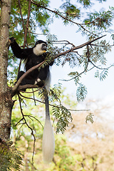 Image showing Mantled guereza (Colobus guereza), Lake Awassa, Ethiopia, Africa wildlife