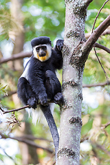 Image showing Mantled guereza (Colobus guereza), Lake Awassa, Ethiopia, Africa wildlife