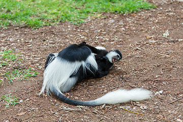 Image showing Mantled guereza (Colobus guereza), Lake Awassa, Ethiopia, Africa wildlife