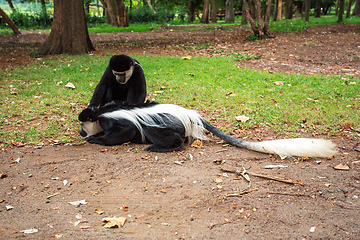 Image showing Mantled guereza (Colobus guereza), Lake Awassa, Ethiopia, Africa wildlife